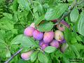 2002-0807plums